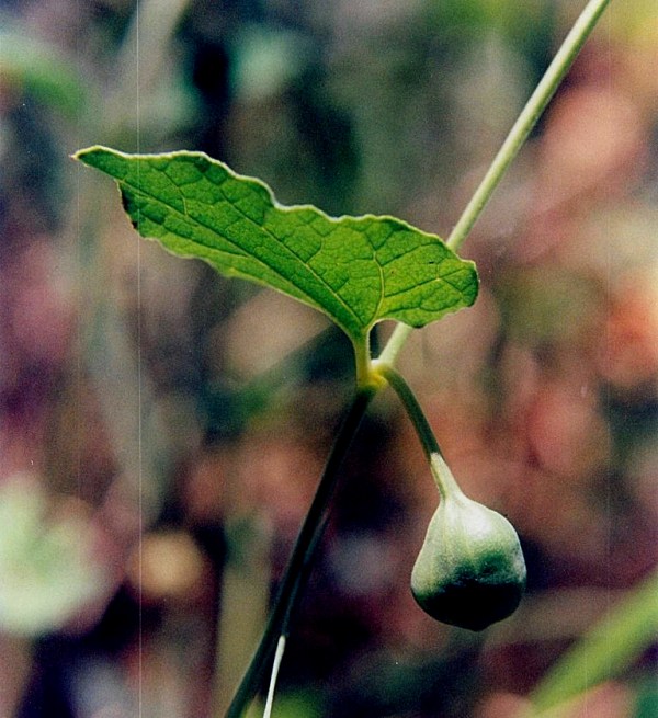 Aristolochia rotunda ssp. insularis / Aristolochia rotonda